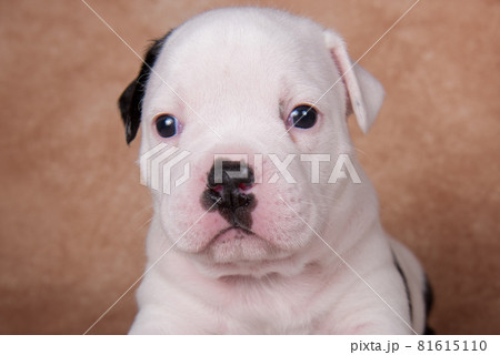 Close up portrait of American Bullies puppy on brown background Close up portrait of American Bullies puppy on brown background 81615110