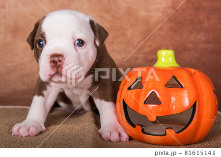 Funny American Bullies puppy on brown background 81615143