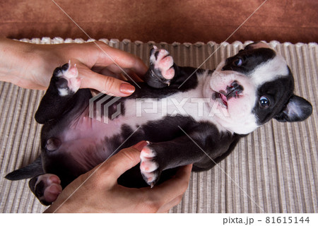 Funny black color American Bullies puppy dog is lying Funny black color American Bullies puppy dog is lying 81615144