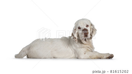 Clumber Spaniel pup on white background 81615202