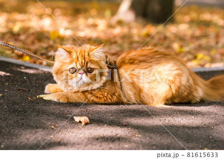 Funny Red Persian cat with a leash walking in the yard. Funny Red Persian cat with a leash walking in the yard. 81615633
