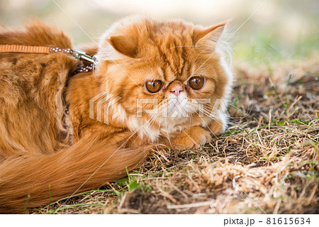 Red Persian cat with a leash walking in the yard. Red Persian cat with a leash walking in the yard. 81615634