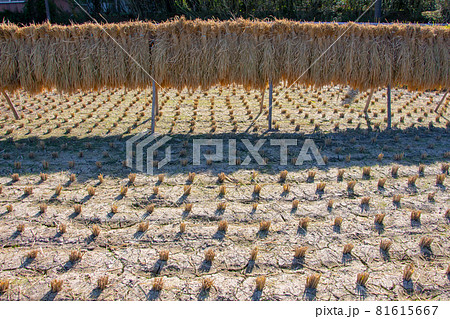 稲刈り後の田んぼと掛け干し米 81615667