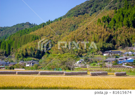 稲刈り後の田んぼと掛け干し米 81615674