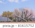七里駅の桜とソーラーパネル 81615752