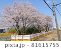 七里駅の名物桜 81615755