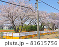七里駅の名物桜 81615756