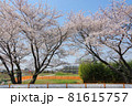七里駅の名物桜 81615757