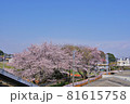 七里駅の名物桜 81615758