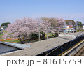 七里駅の名物桜 81615759