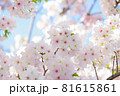 桜と空 81615861