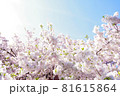 桜と空 81615864