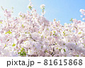 桜と空 81615868