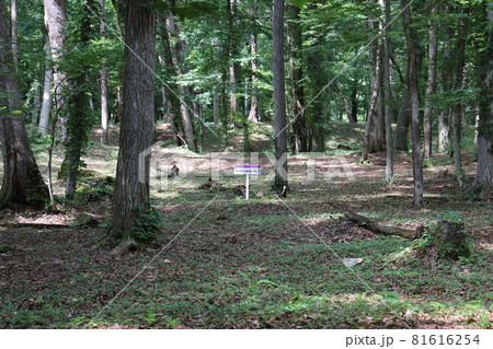 (世界遺産)北海道、千歳市、キウス周提墓群(2) 81616254