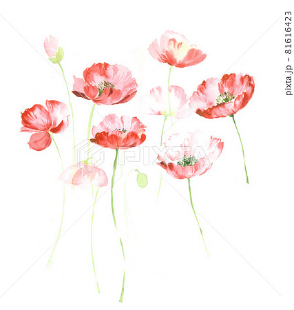 透明水彩 水彩画 花 81616423