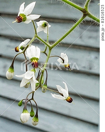 鵯上戸 鵯上戸 81616525