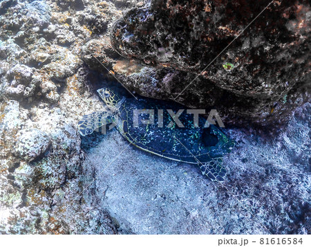 亀、はさまる。 81616584