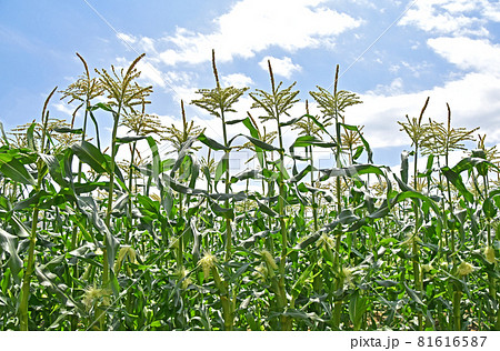 トウモロコシ畑 81616587