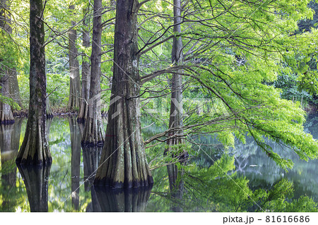 幻想的な落羽松の森(福岡県糟屋郡篠栗町 篠栗九大の森) 幻想的な落羽松の森(福岡県糟屋郡篠栗町 篠栗九大の森) 81616686