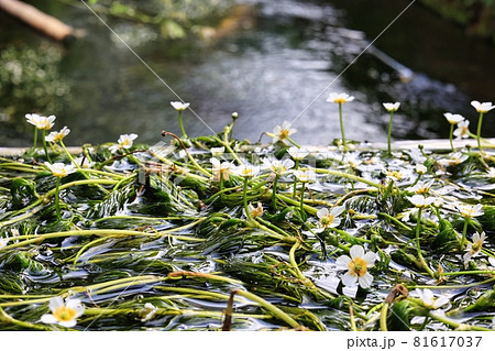 滋賀県醒井宿 地蔵川 満開の可愛い梅花藻 ばいかもの写真素材