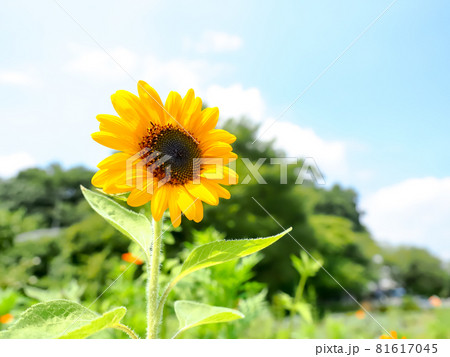 ひまわり 81617045