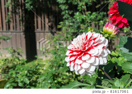 花 フラワー お花 81617061