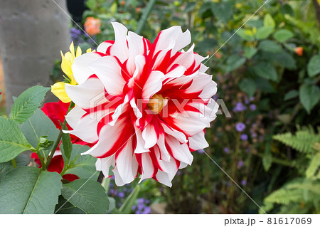 花 フラワー お花 81617069