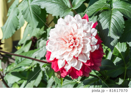花 フラワー お花 81617070