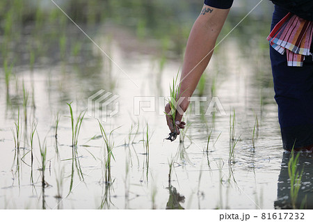 Farmer rice planting on water Farmer rice planting on water 81617232