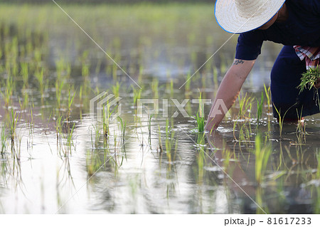 Farmer rice planting on water Farmer rice planting on water 81617233
