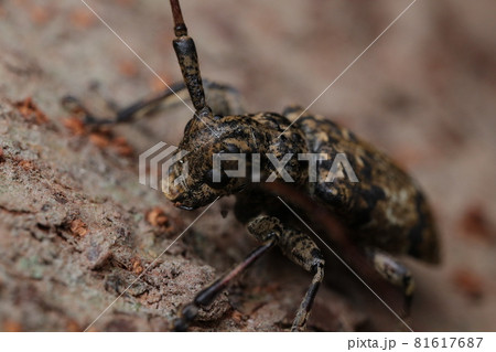 ナガゴマフカミキリ 81617687