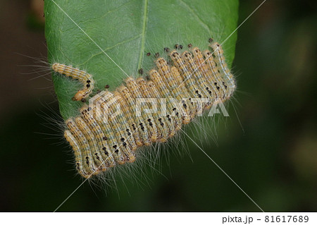 整列するチャドクガ幼虫 81617689