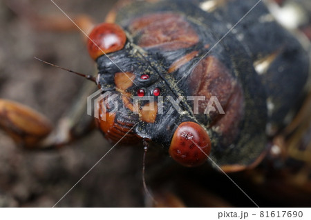 アブラゼミ(赤目) アブラゼミ(赤目) 81617690