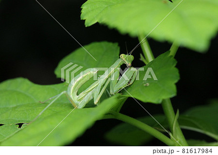 ハラビロカマキリ（幼虫） 81617984