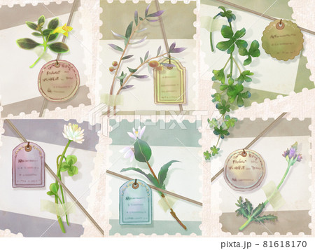 水彩調の植物標本ーアンティークタグと古紙（セピア調）のイラスト素材