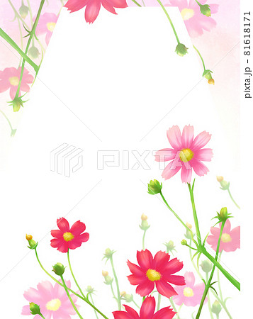 水彩調の花フレーム カードー秋コスモス縦 白背景 のイラスト素材