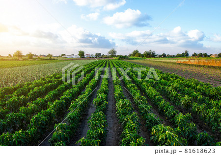A farm field planted with pepper crops. Growing capsicum peppers, leeks and eggplants. Growing organic vegetables on open ground. Food production. Agroindustry agribusiness. Agriculture, farmland. A farm field planted with pepper crops. Growing capsicum peppers, leeks and eggplants. Growing organic vegetables on open ground. Food production. Agroindustry agribusiness. Agriculture, farmland. 81618623