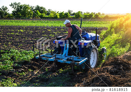 Farmer on a tractor cultivates a potato plantation. Plantation care. Farm machinery. Plowing and loosening ground. Soil quality improvement. Agronomy. Agroindustry and agribusiness. Farming landscape Farmer on a tractor cultivates a potato plantation. Plantation care. Farm machinery. Plowing and loosening ground. Soil quality improvement. Agronomy. Agroindustry and agribusiness. Farming landscape 81618915