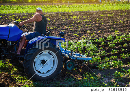 A farmer on a tractor cultivates a potato plantation. Agroindustry and agribusiness. Farm machinery. Crop care, soil quality improvement. Plowing and loosening ground. Field work cultivation. A farmer on a tractor cultivates a potato plantation. Agroindustry and agribusiness. Farm machinery. Crop care, soil quality improvement. Plowing and loosening ground. Field work cultivation. 81618916