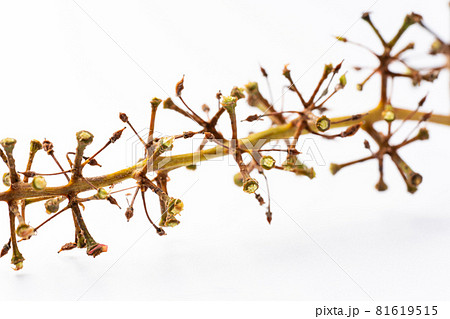 葡萄の茎 81619515