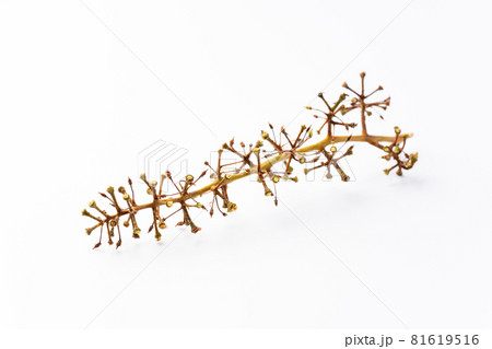 葡萄の茎 81619516