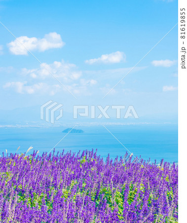 琵琶湖 展望 ブルーサルビア 81619855