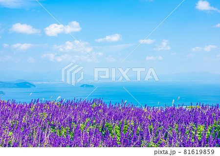 琵琶湖 展望 ブルーサルビア 琵琶湖 展望 ブルーサルビア 81619859