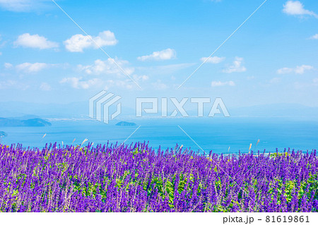 琵琶湖 展望 ブルーサルビア 81619861