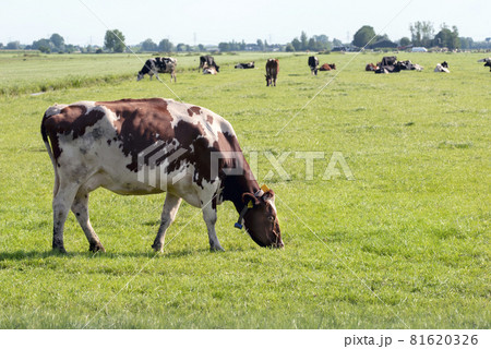 A herd of cows grazes in the pasture A herd of cows grazes in the pasture 81620326