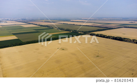 Aerial drone view flight over large yellow wheat field 81620343