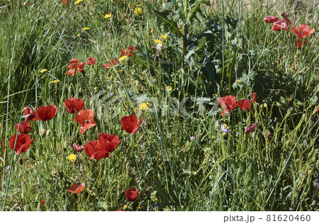 The great green carpet of nature in spring The great green carpet of nature in spring 81620460
