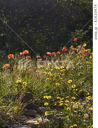 Flowers and plants being born in the bright spring 81620474