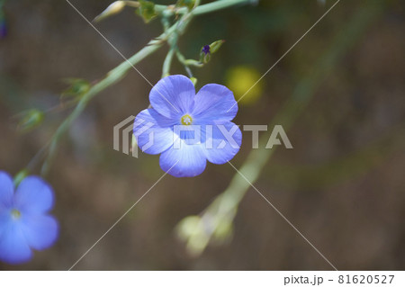 The small flower discarding on the green mantle. 81620527