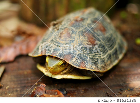 手足を甲羅のなかに隠した亀 手足を甲羅のなかに隠した亀 81621339